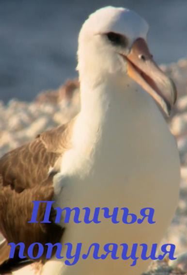 Птичья популяция (2018) 
