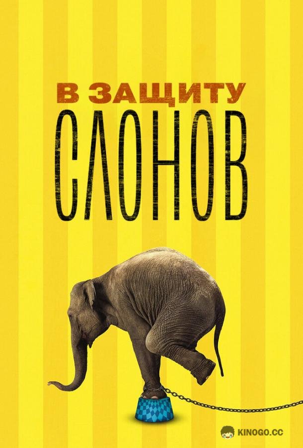 В защиту слонов